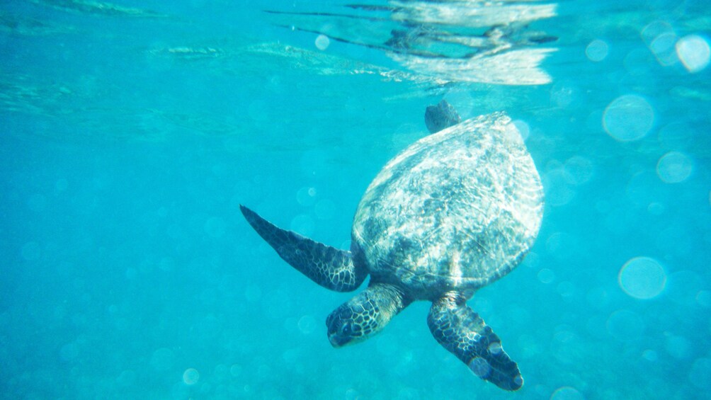 Sea turtle in the water in Oahu
