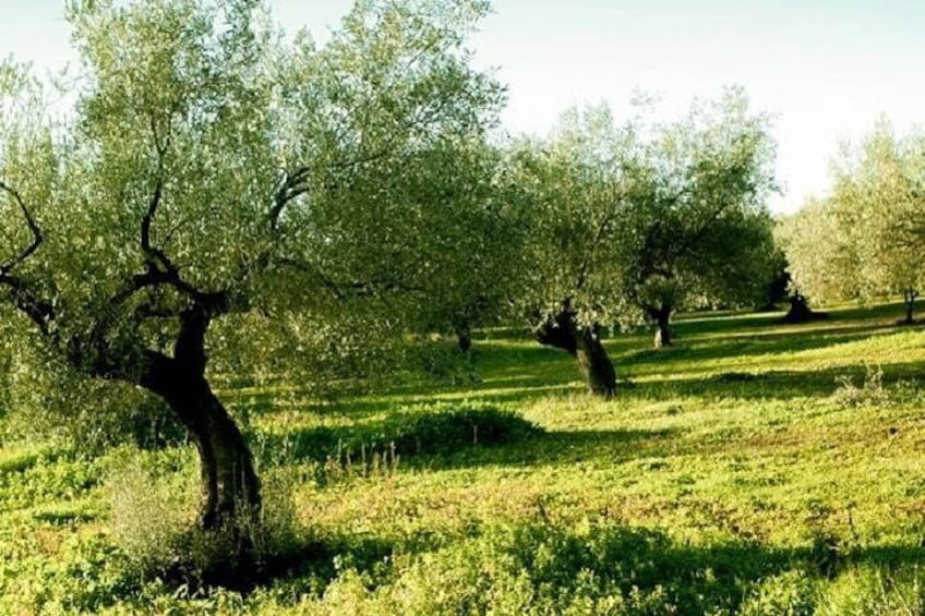 Olive Oil Tour close to Nafplio