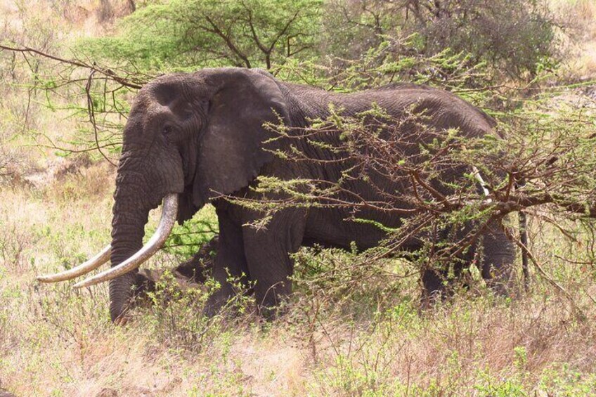 Amboseli National park