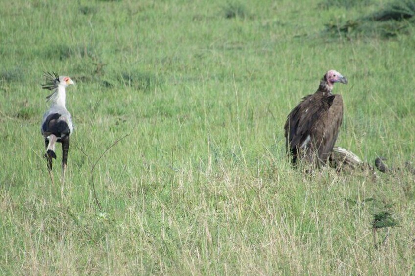 9-Day Best of Kenya's Private Safari