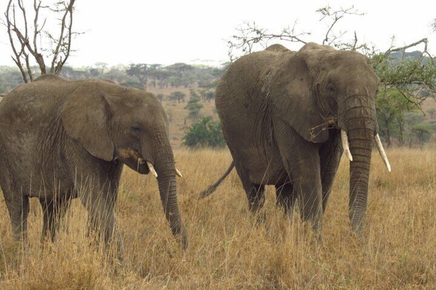 Amboseli