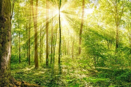 Nature Immersion Experience in Jupiter
