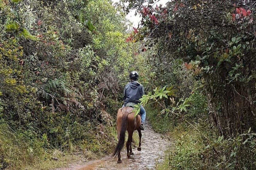 Ride along the colonial trail through high Andean forests