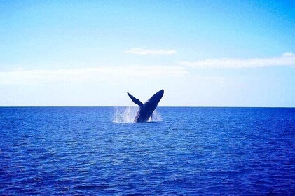 Whale Watching Experience in Waikiki