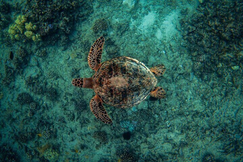 Moana’s 2-Hour Guided Turtle Snorkel Adventure at Waikiki