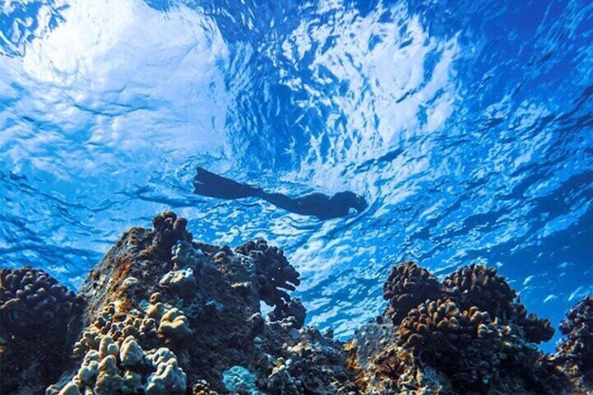 Moana’s 2-Hour Guided Turtle Snorkel Adventure at Waikiki