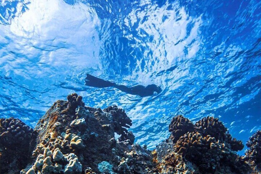 Moana’s 2-Hour Guided Turtle Snorkel Adventure at Waikiki
