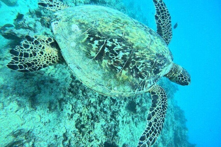 Moana’s 2-Hour Guided Turtle Snorkel Adventure at Waikiki