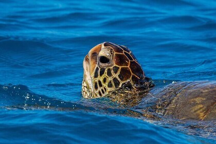 Moana’s 2-Hour Guided Turtle Snorkel Adventure at Waikiki