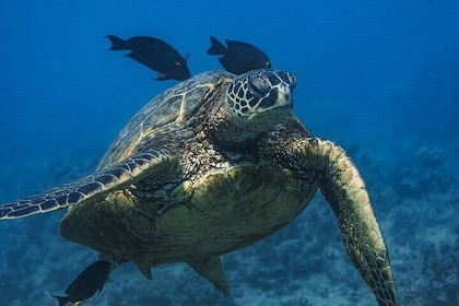 威基基莫阿娜导游带领的海龟浮潜和帆船冒险