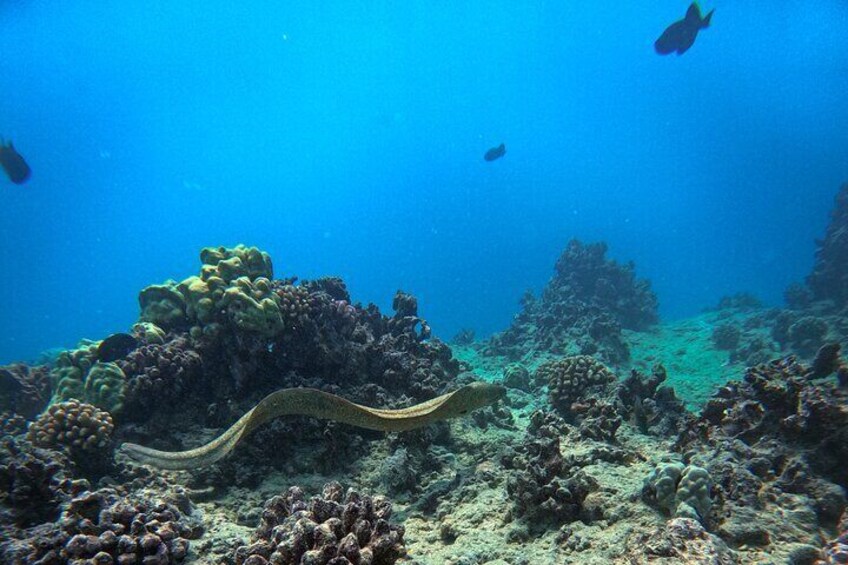 Moana’s 2-Hour Guided Turtle Snorkel Adventure at Waikiki