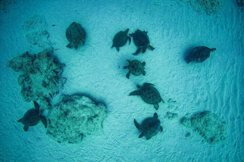 Moana’s 2-Hour Guided Turtle Snorkel Adventure at Waikiki