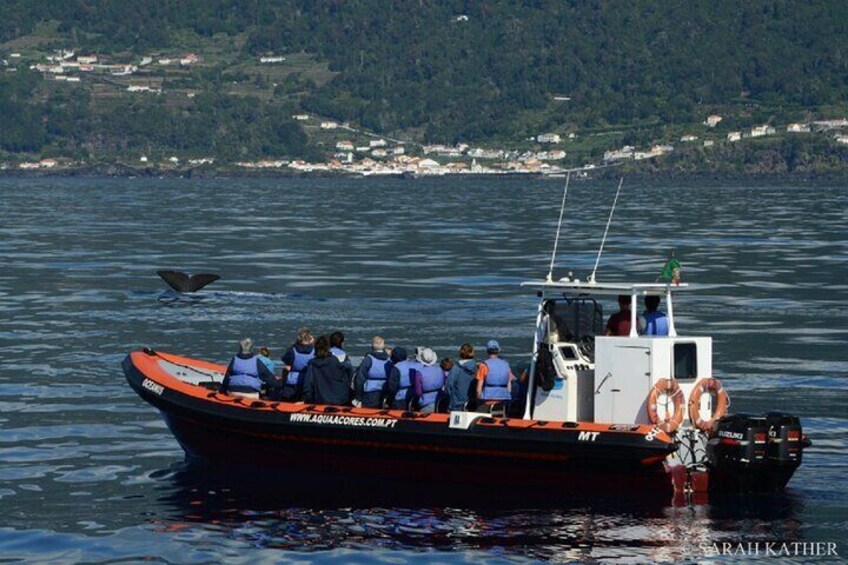 Sperm Whale diving and one of our boats