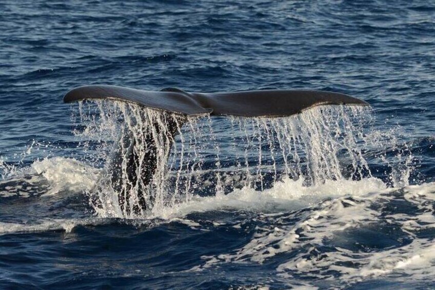 Whale and Dolphin Watching in Pico Island - Half Day