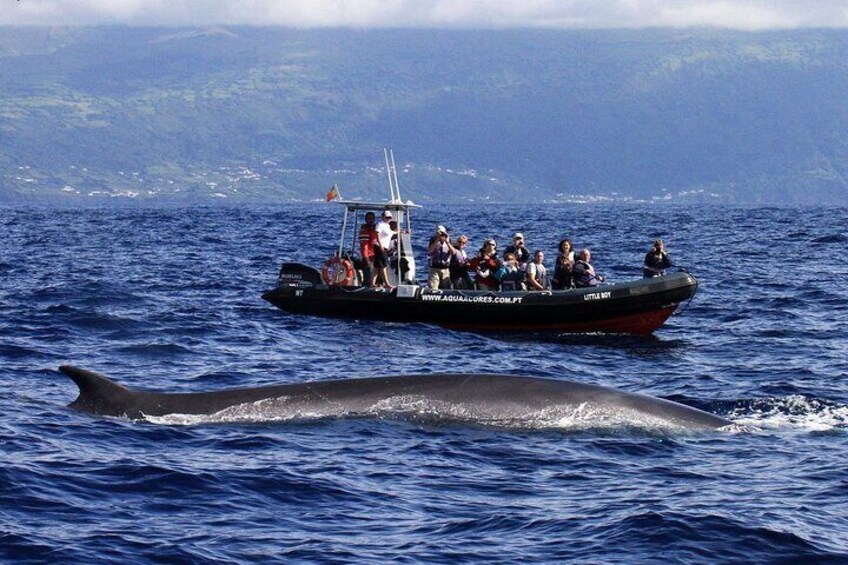 Whale and Dolphin Watching in Pico Island - Half Day