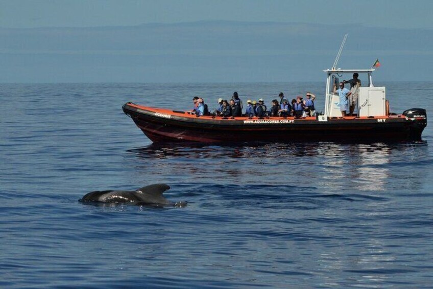 Whale and Dolphin Watching in Pico Island - Half Day