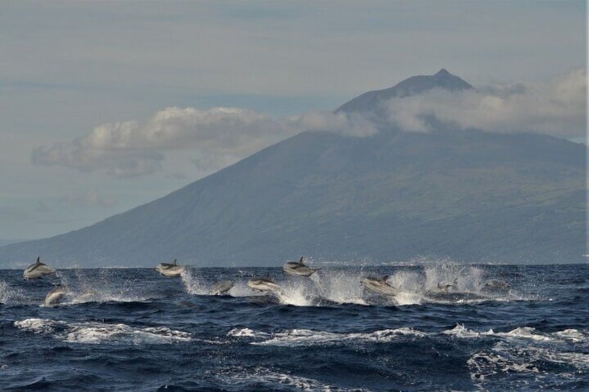 Whale and Dolphin Watching in Pico Island - Half Day