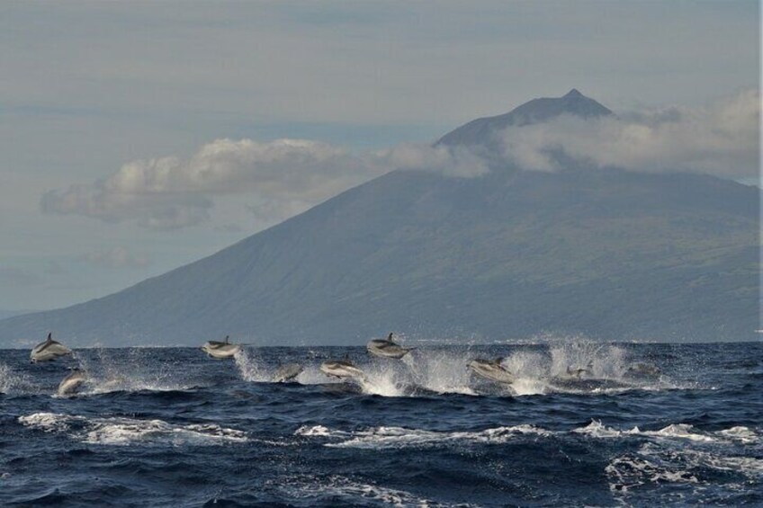 Whale and Dolphin Watching in Pico Island - Half Day