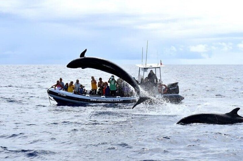 Whale and Dolphin Watching in Pico Island - Half Day