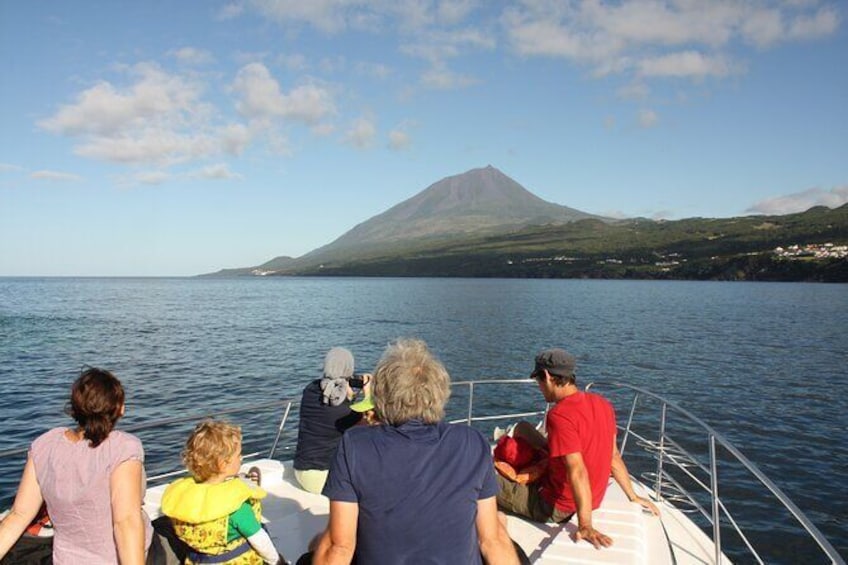 Whale and Dolphin Watching by Boat in The Azores Island
