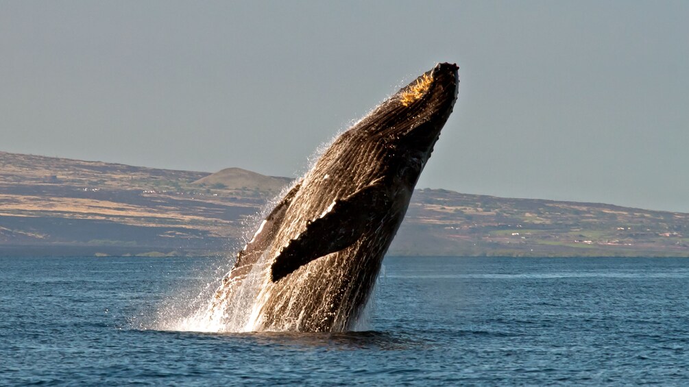 Whale jumping out of water in Hawaii