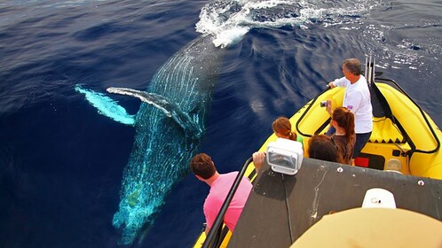 Whale Watching on the Kohala Coast
