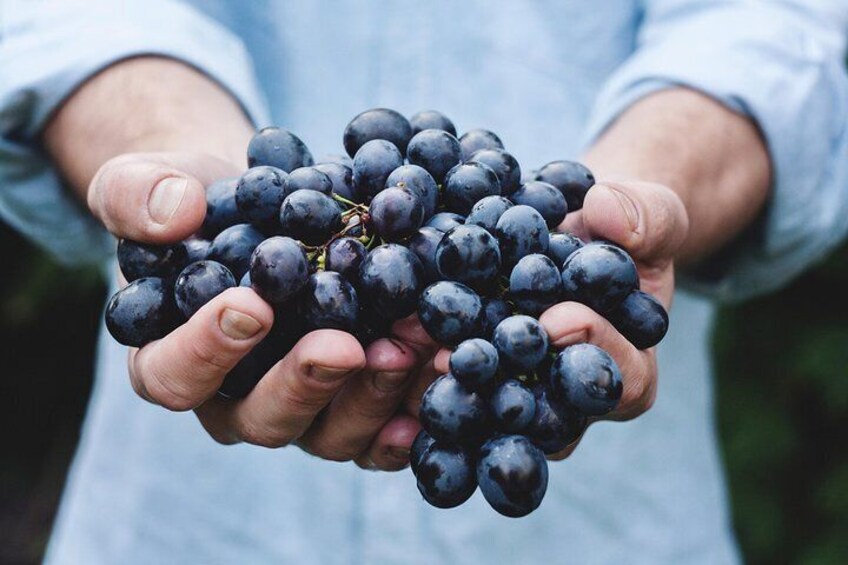La Rioja Explore Tour - Private experience