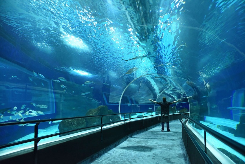 AquaRio Aquarium Guided Tour Admission & Transfer