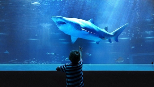 Visita guiada al AquaRio Aquarium: entrada y traslado