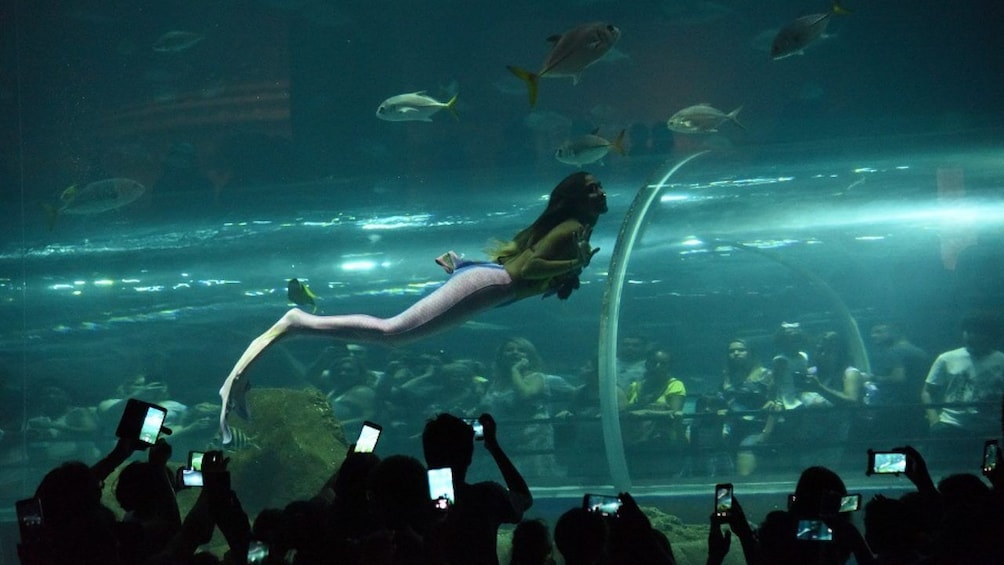 AquaRio Aquarium Admission with Transportation