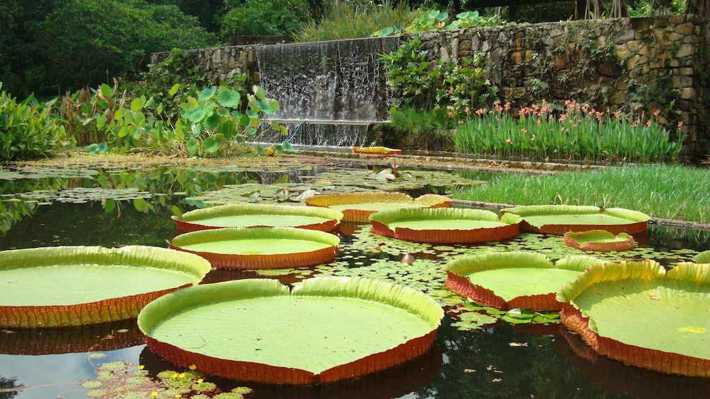 Lily pads on a pond near a waterfall in a garden in Rio de Janeiro
