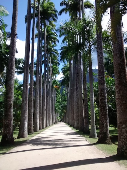 Botanic Garden and Parque Lage Tour