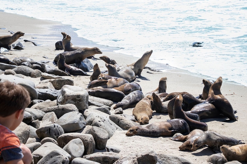 La Jolla Self-Guided Driving Audio Tour