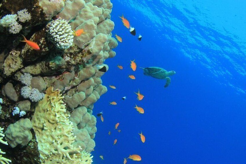 See Barbados marine life on this tour!