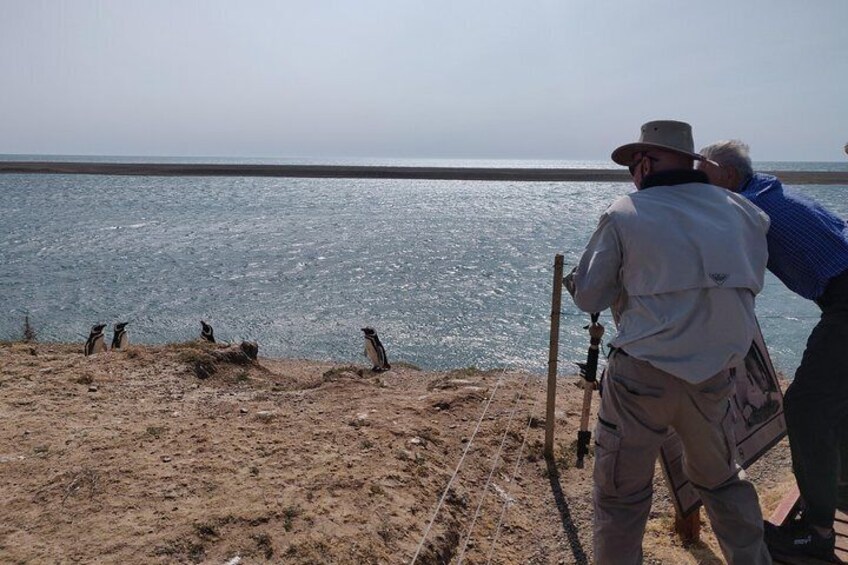 PINGUINOS EN PUNTA CANTOR