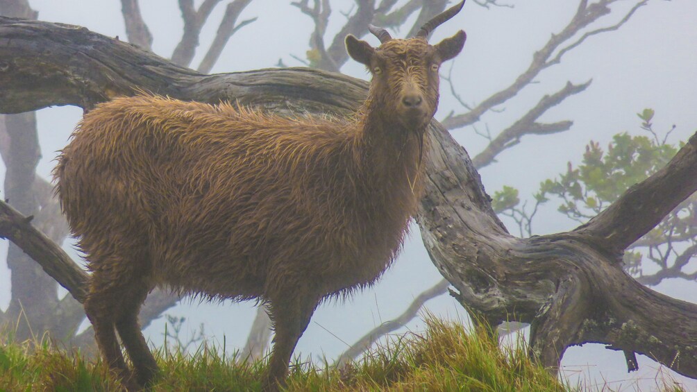 Close up of mountain goat looking at camera, standing near trees.