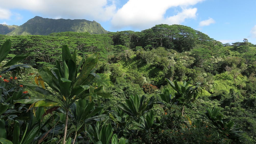 Breathtaking views on the Kuilau Ridge Hike