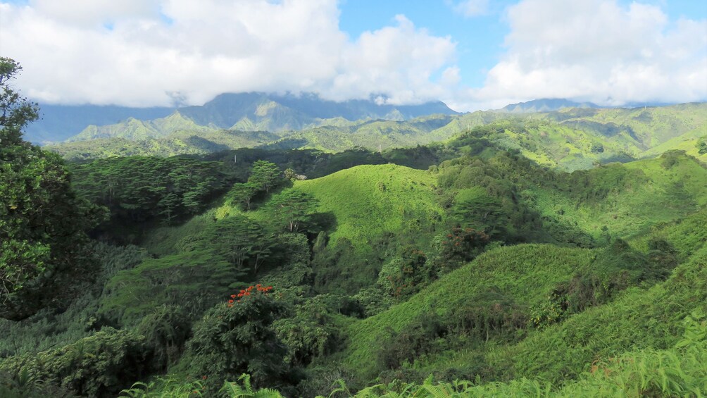 Lush green scenery on the Kuilau Ridge Hike