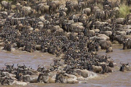 Private 3-Day Masai Mara Migration Safari