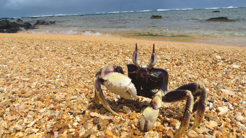 Close up of crab on Kauai coastline.