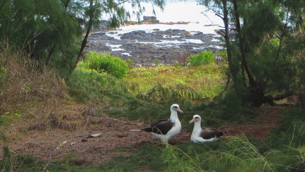 Forest area with two birds standing together on the ground.