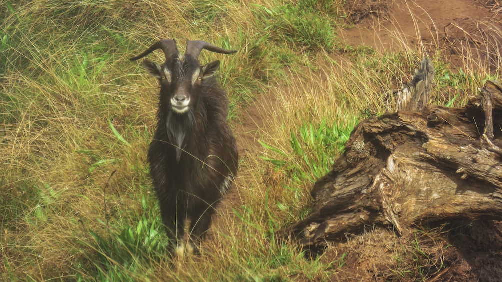 Close up of mountain goat standing in grass looking at camera.