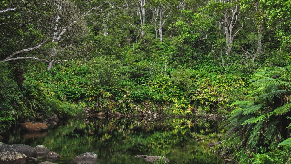 Close up of pond in park surrounded by green forest of trees.