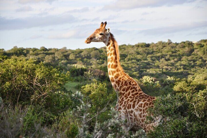 Port Elizabeth City Sightseeing & Safari tour from Gqeberha