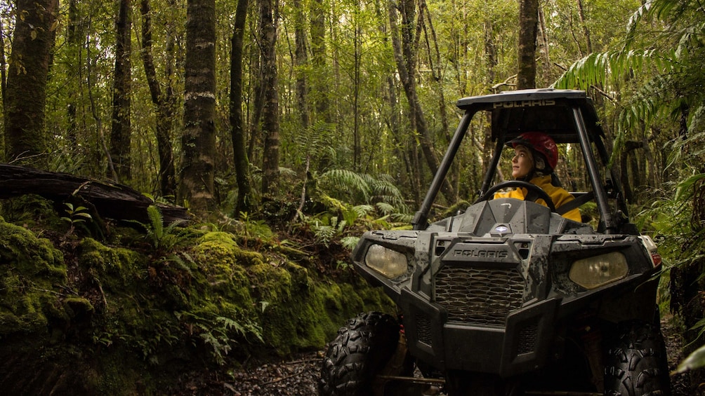 Rainforest Off-Road Buggy Adventure