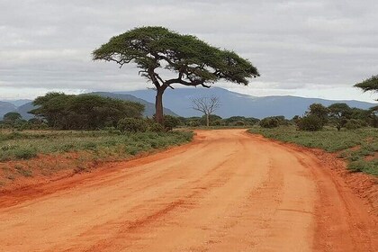 2 Days Private Safari in Tsavo from Diani Beach with Pick Up