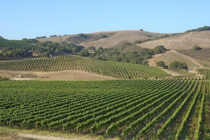 6 hour Private Wine Country tour 