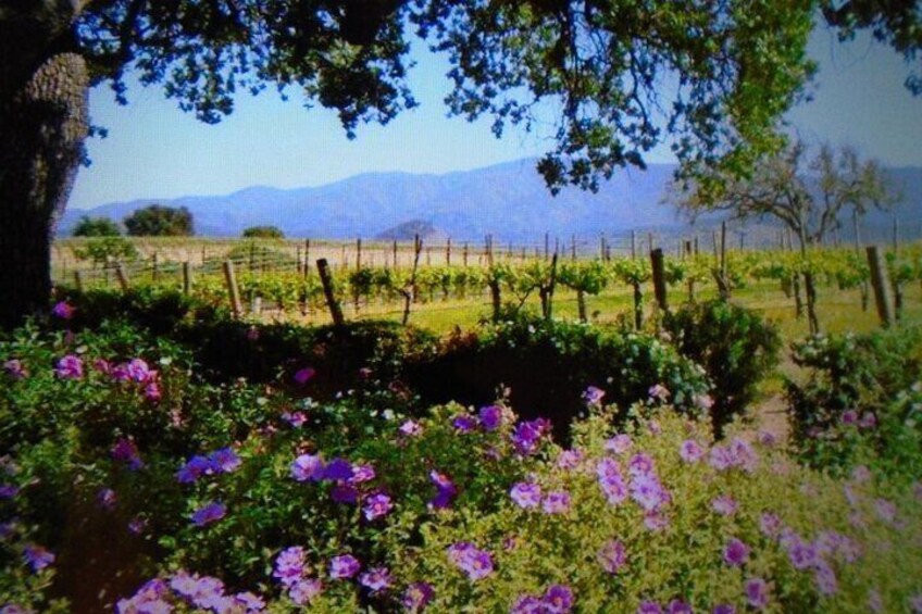  Private 6 hour Wine tour of the Santa Ynez Valley