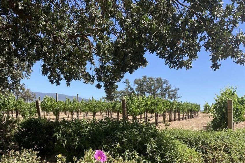  Private 6 hour Wine tour of the Santa Ynez Valley