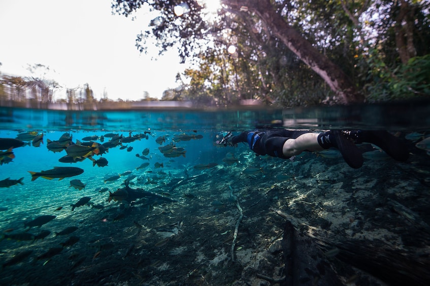 Sucuri River Snorkel Tour